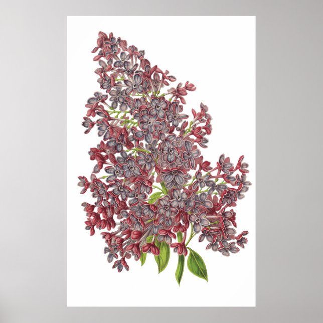 Lilac PREMIUM BOTANICAL PRINT Poster (Framsidan)
