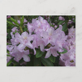 Lilac Rhododendron Flowers DIY Postcard Vykort