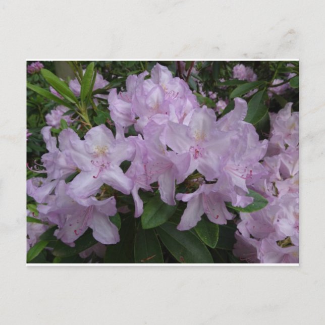 Lilac Rhododendron Flowers DIY Postcard Vykort (Framsida)
