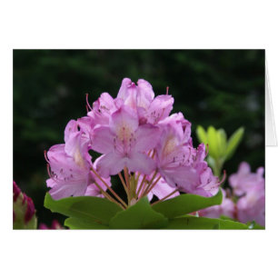 Lilac Rhododendron Hälsningskort