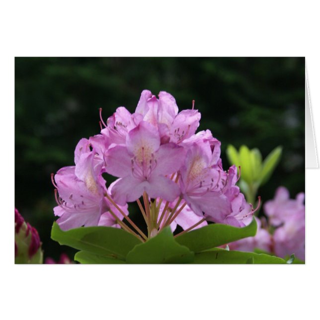 Lilac Rhododendron Hälsningskort (Framsidan Horizontal)