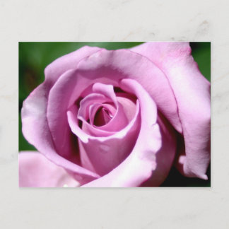 Lilac ro vykort