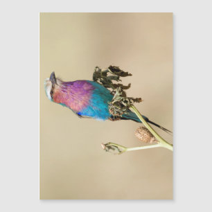 Lilac-roller