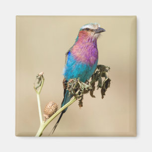 Lilac-roller Magnet