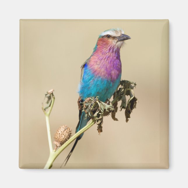 Lilac-roller Magnet (Framsidan)