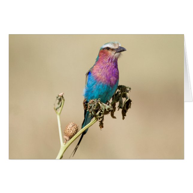 Lilac-roller OBS Kort (Framsidan Horizontal)