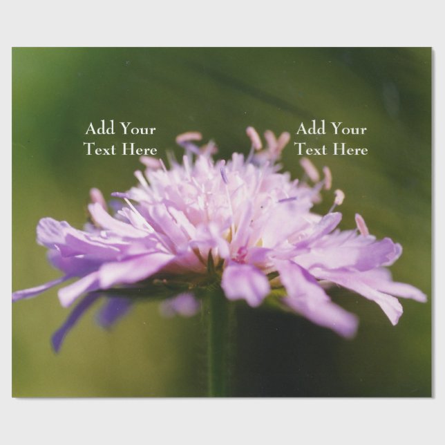 Lilac Scabious (Knautia arvensis) Flower Anpassnin Presentpapper (Platt)