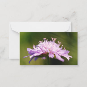 Lilac Scabious (Knautia arvensis) Flower Anteckningskort