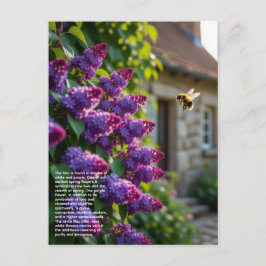 Lilac Symbolism Vykort