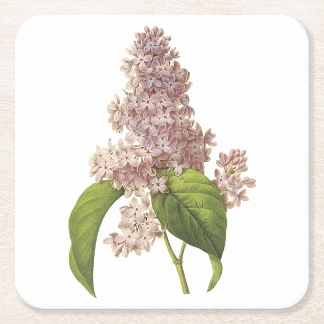 lilac(Syringa sp.) från Redouté Underlägg Papper Kvadrat (Framsidan)
