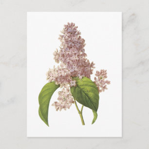 lilac(Syringa sp.) från Redouté Vykort