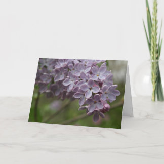 Lilac (Syringa spp.) Kort