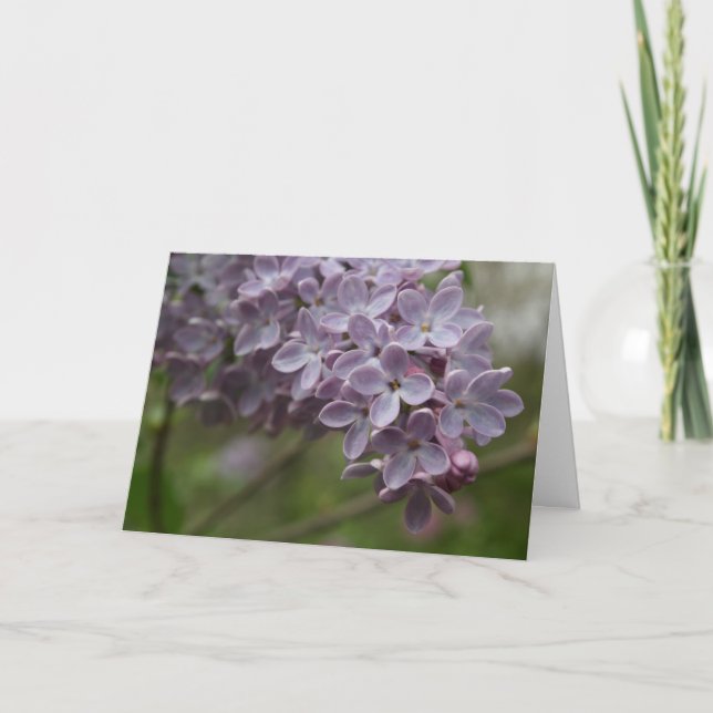 Lilac (Syringa spp.) Kort (Framsida)