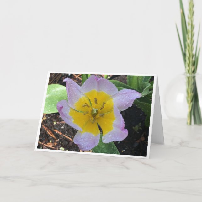 Lilac  Tulip, kort (Framsida)
