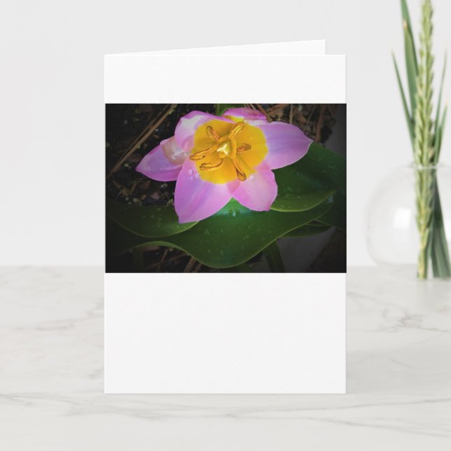 Lilac  Tulip, kort (Framsida)