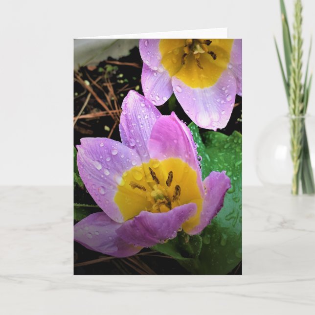 Lilac  Tulip, kort (Framsida)