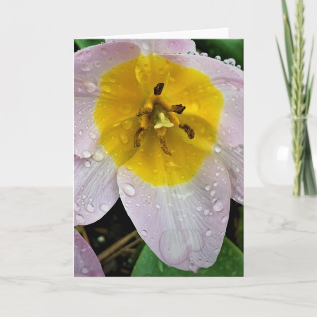 Lilac  Tulip, kort (Framsida)