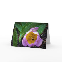 Lilac  Tulip, kort