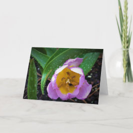 Lilac Tulip, kort