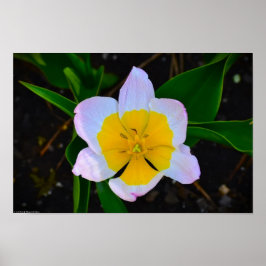 Lilac Tulip Poster