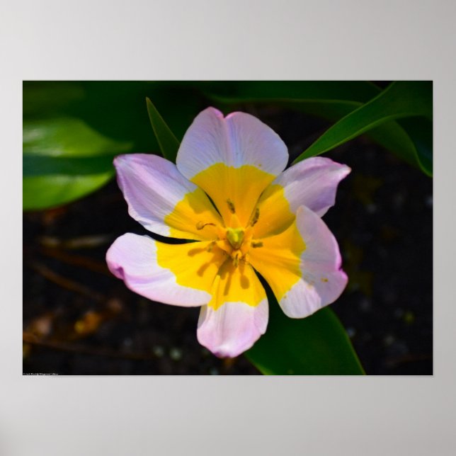 Lilac  Tulip Poster (Framsidan)