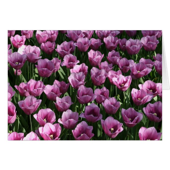Lilac Tulips OBS Kort (Framsidan Horizontal)