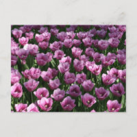 Lilac Tulips