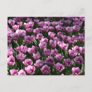 Lilac Tulips Vykort