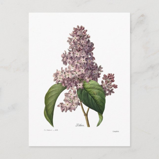 Lilac Vykort (Framsida)