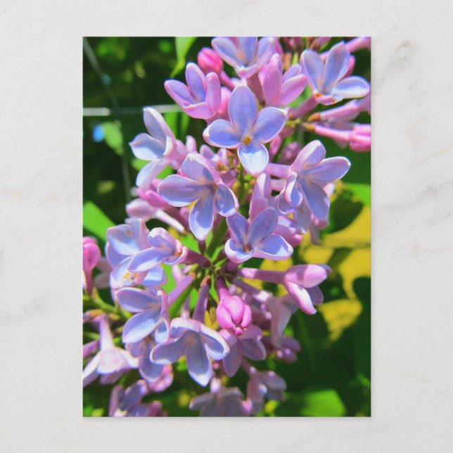 Lilac-vykort Vykort (Framsida)