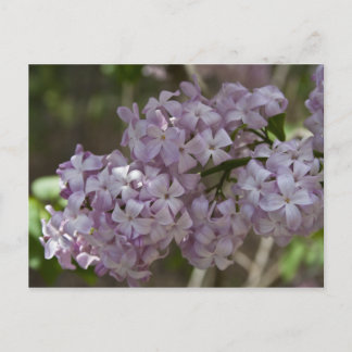 Lilac-vykort Vykort