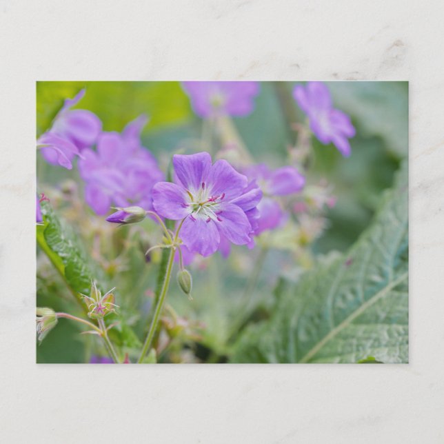 Lilac WildblomPhoto Geranium Botanical Flower Vykort (Framsida)