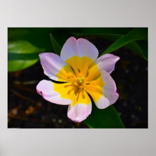 Lilac Wonder Tulpan, Poster