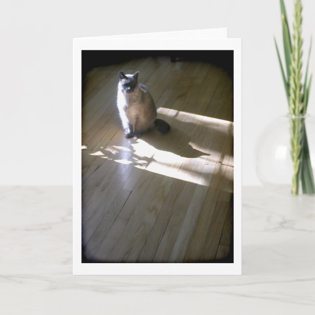 Lilacfärgad siamesisk katt i solen kort (Framsida)