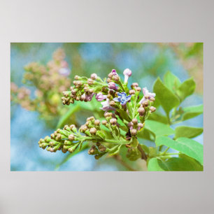 Lilackblommor - Primus Inter Pares Poster