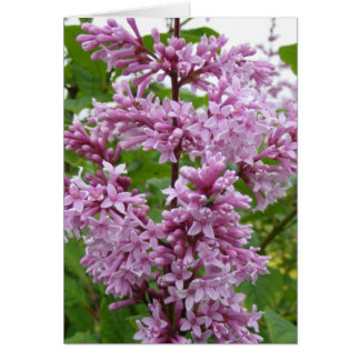 Lilacs Blooming Hälsningskort