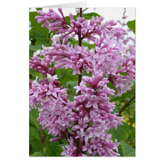 Lilacs Blooming Hälsningskort (Framsidan)