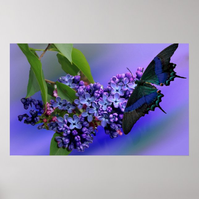 Lilacs & Butterfly Poster (Framsidan)