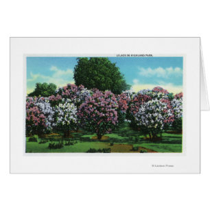 Lilacs i Bloom Hälsningskort