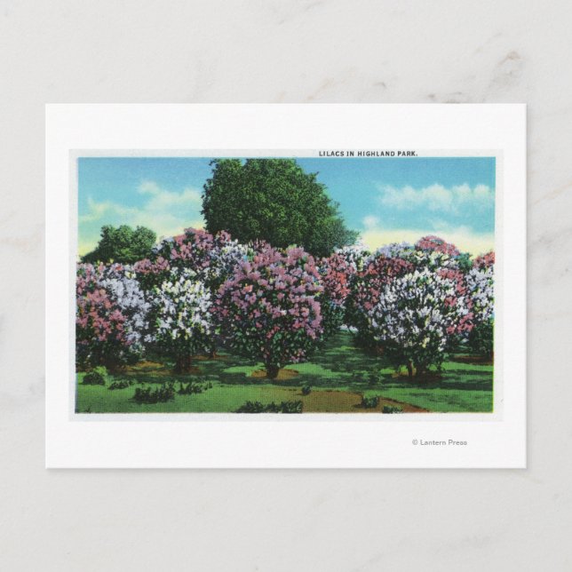 Lilacs i Bloom Vykort (Framsida)