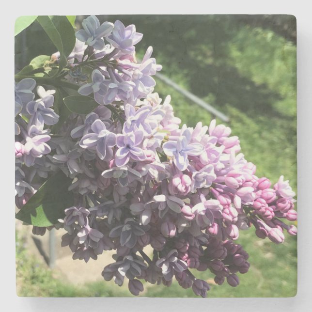 Lilacs i familjeparken stenunderlägg (Framsidan)