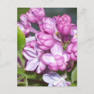 Lilacs i Oregon Vykort