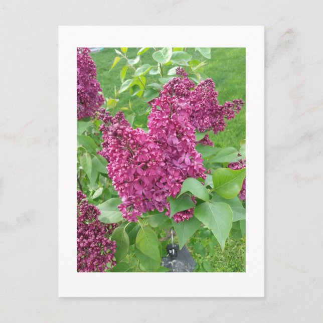 Lilacs i Vår Vykort (Framsida)
