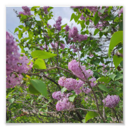 Lilacs in Bloom Fototryck