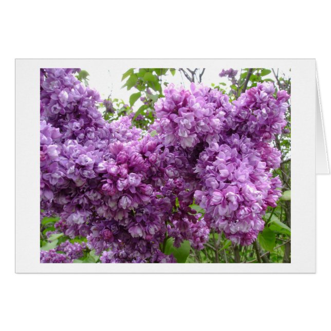 Lilacs in Bloom Hälsningskort (Framsidan Horizontal)