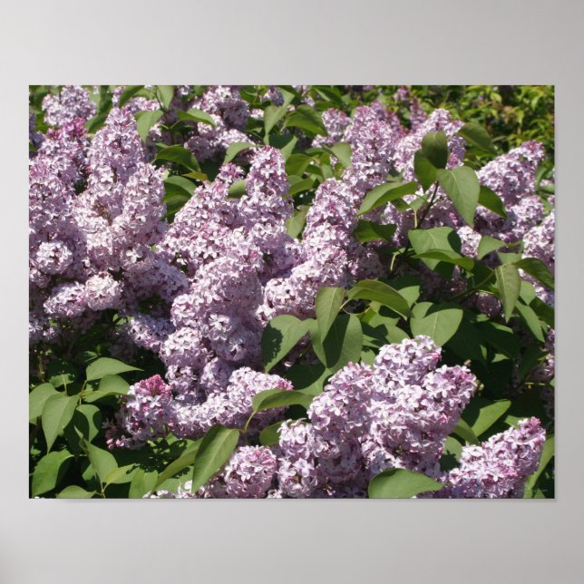 Lilacs in Bloom i Öster Lansing Poster (Framsidan)