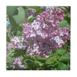 Lilacs Kakelplatta