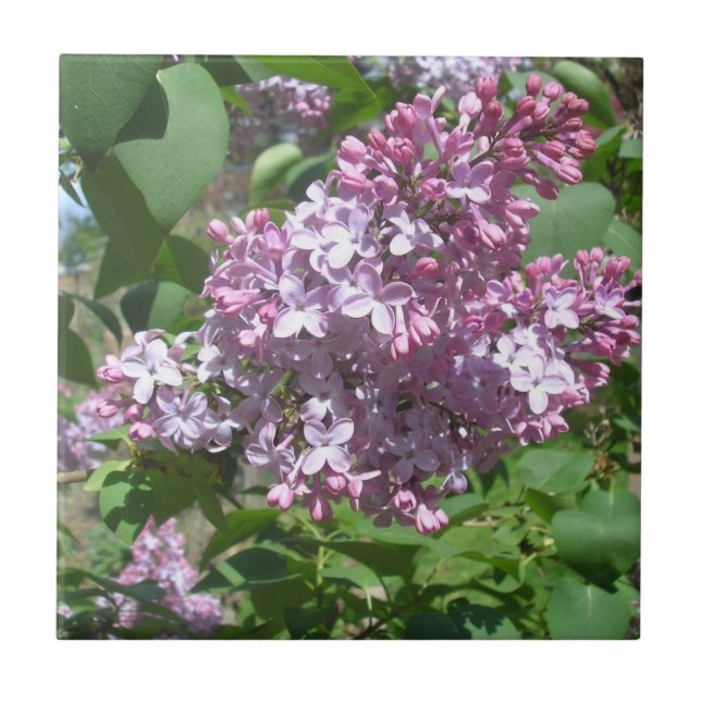 Lilacs Kakelplatta (Framsidan)