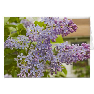 Lilacs-kort Hälsningskort