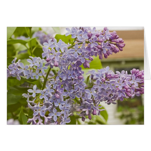 Lilacs-kort Hälsningskort (Framsidan Horizontal)